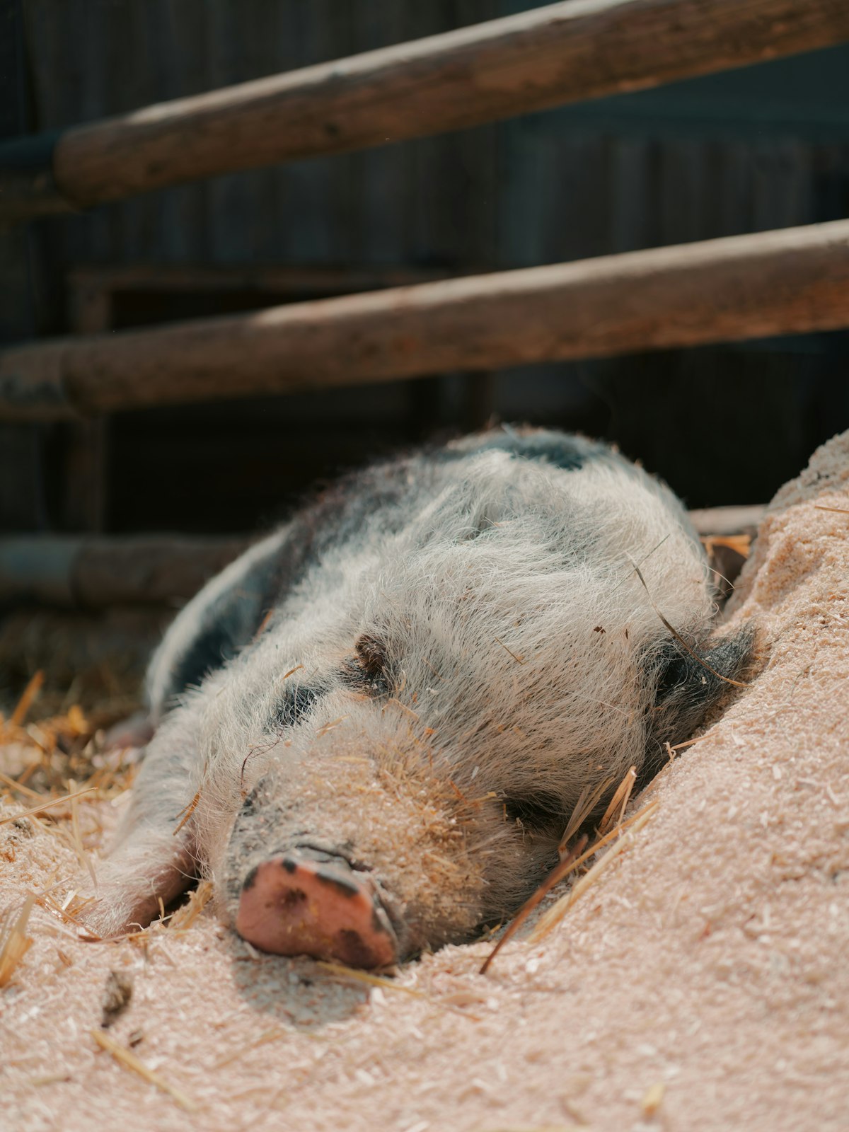 Ferkel ruht auf Stroh im Stall